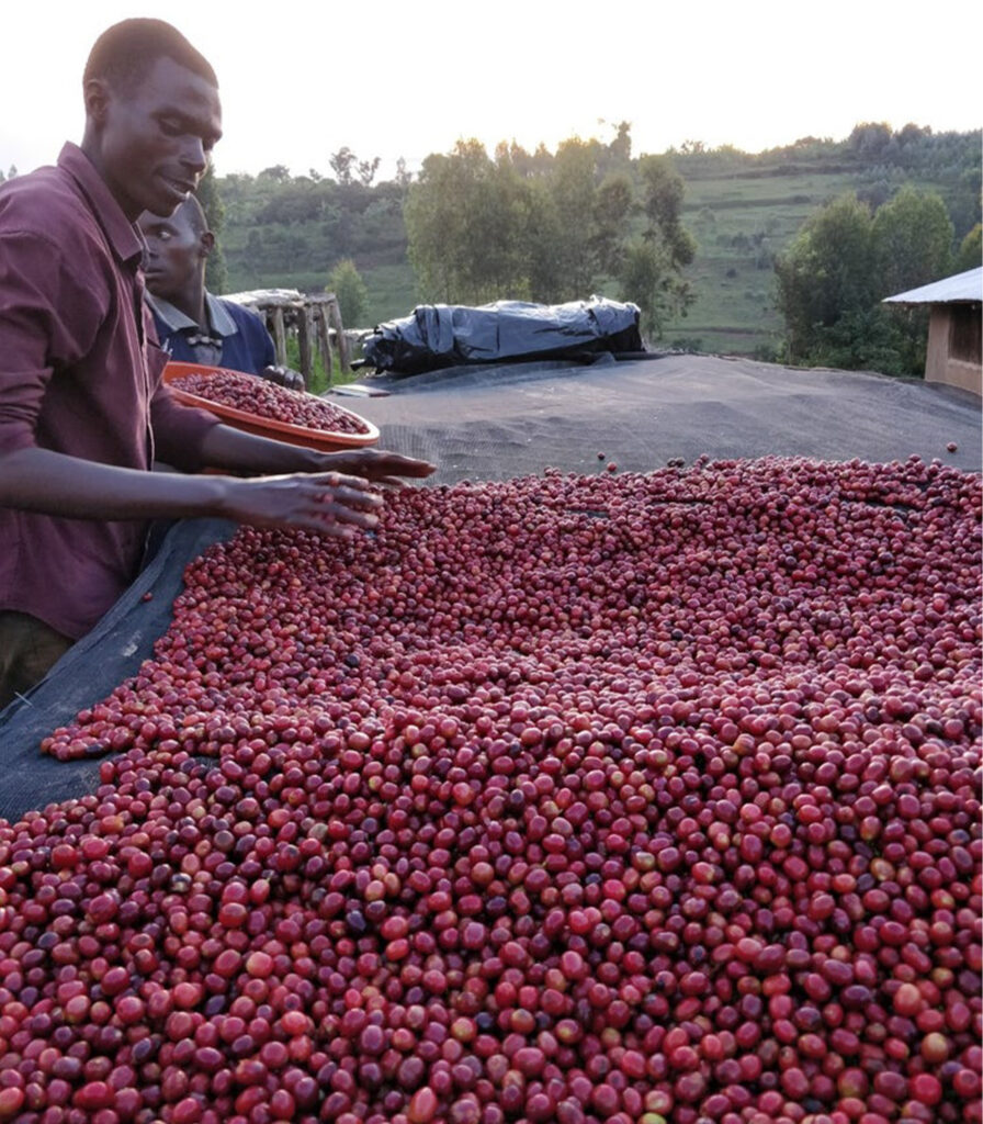 Rwanda coffee beans