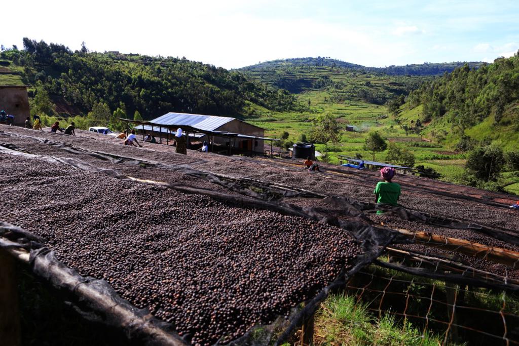 Rwanda coffee beans from Madmum Coffee Roasters & Bar